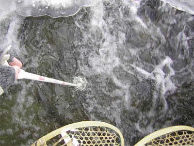 Snowshoes-wood-2-creek.jpg